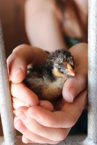 Tiny, runty chicken.