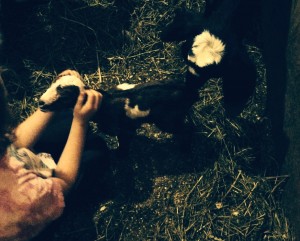 Baby goats are good for kids