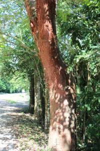 "Gringo" tree-always red and peeling!