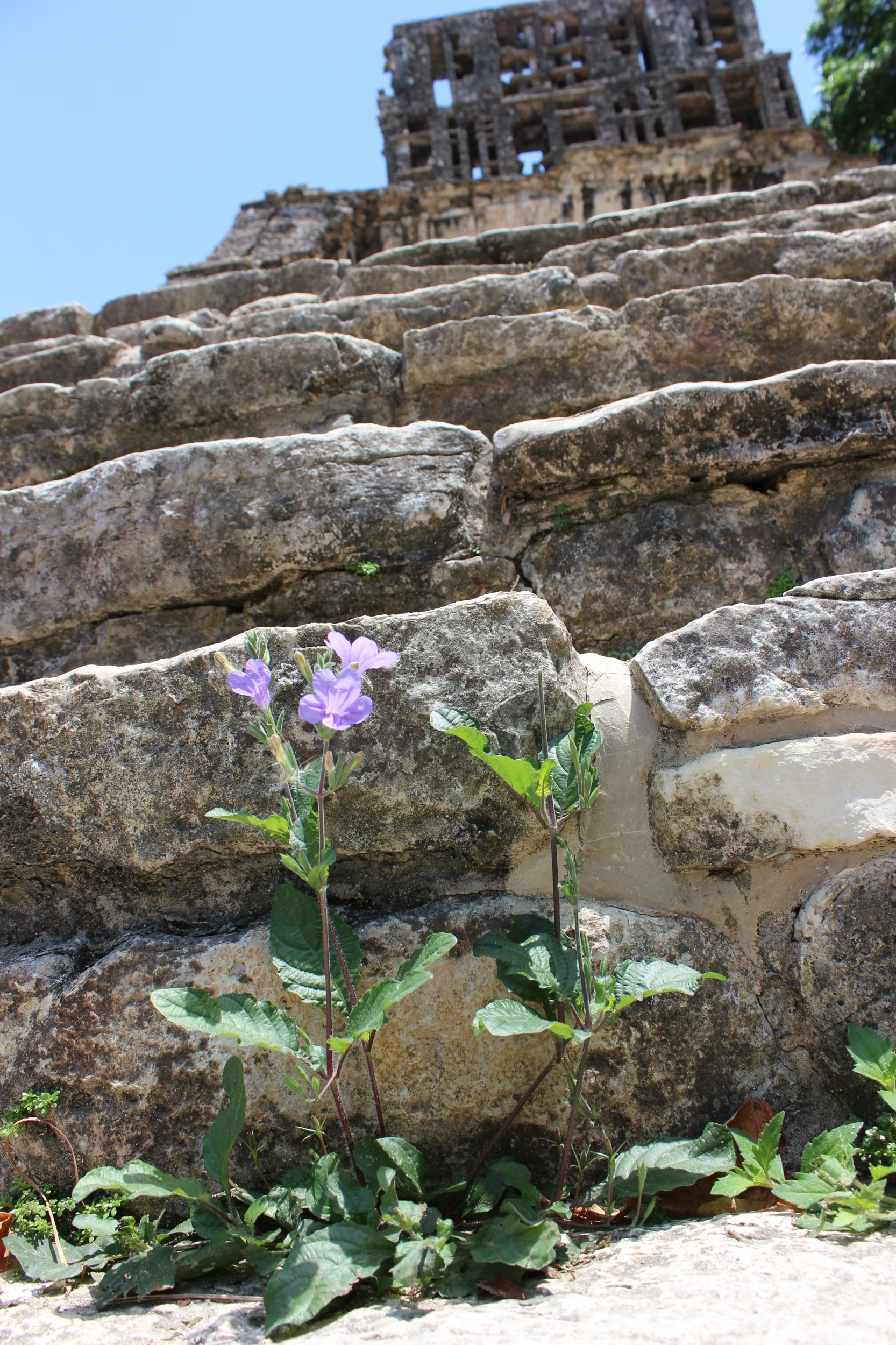 Life's amazing determination breaks through everything-even stone.