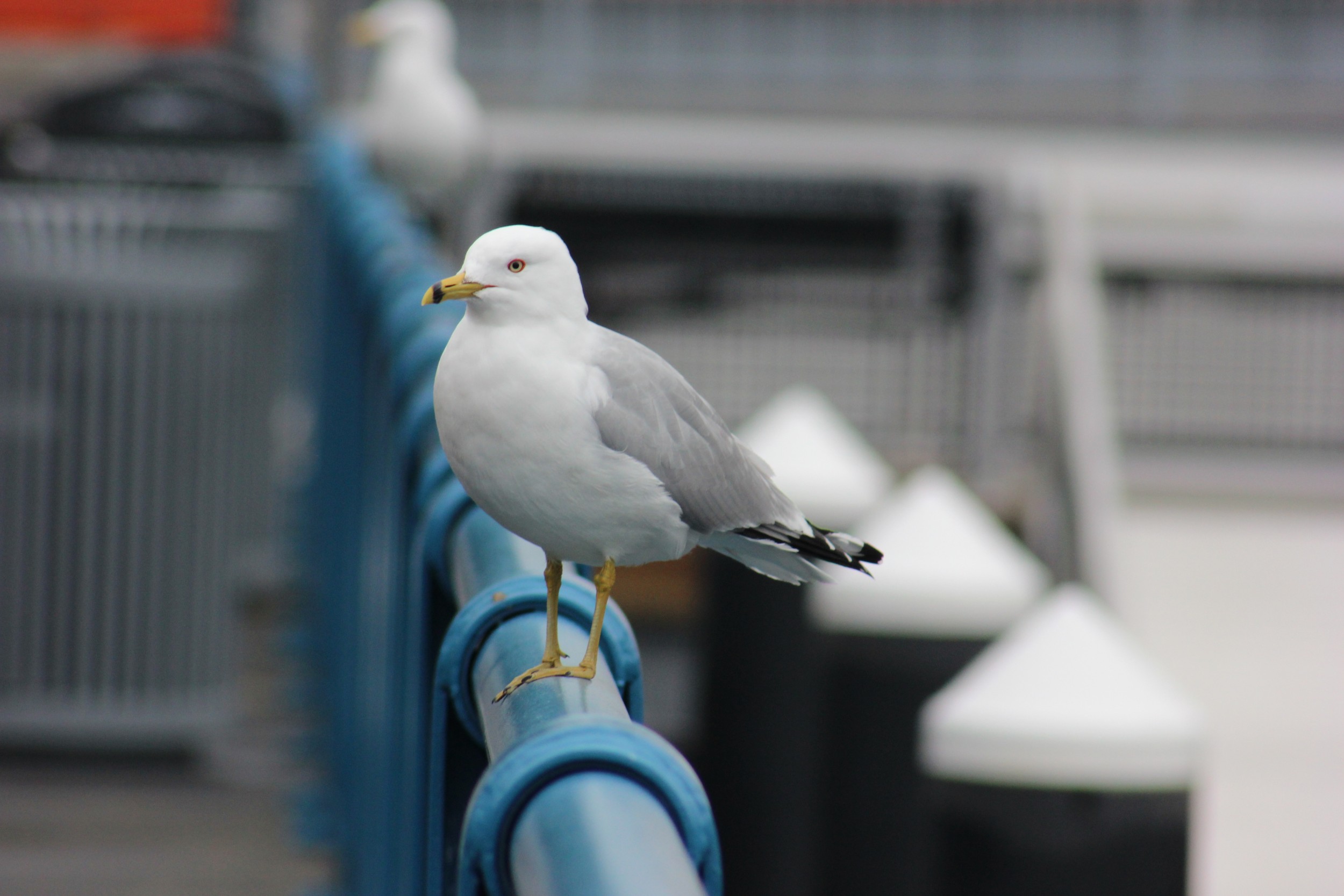 seagull