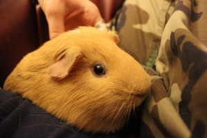 guinea pig