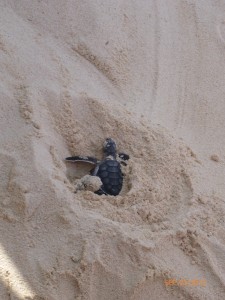 cozumel mexico