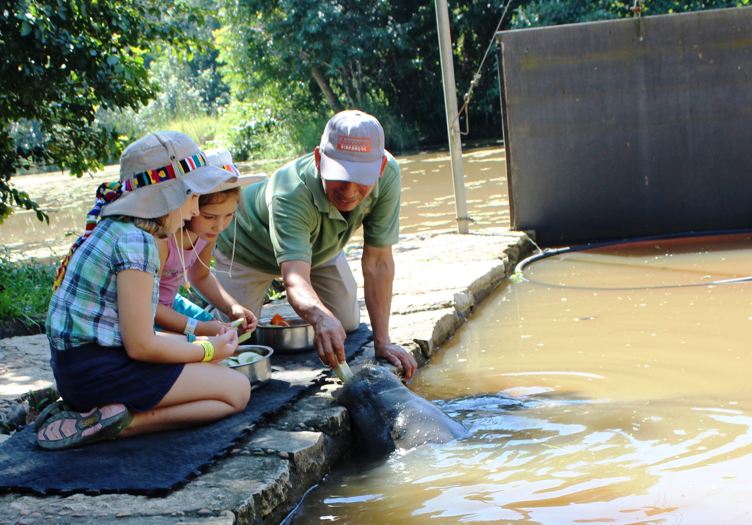 manatees palenque