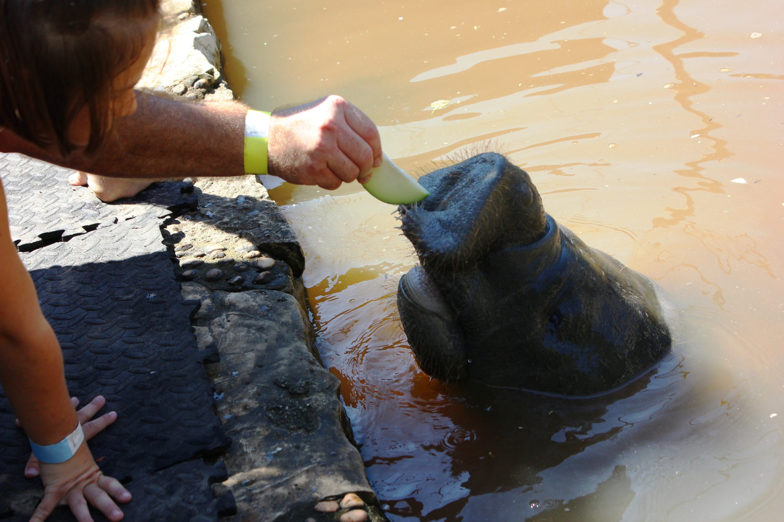 manatee