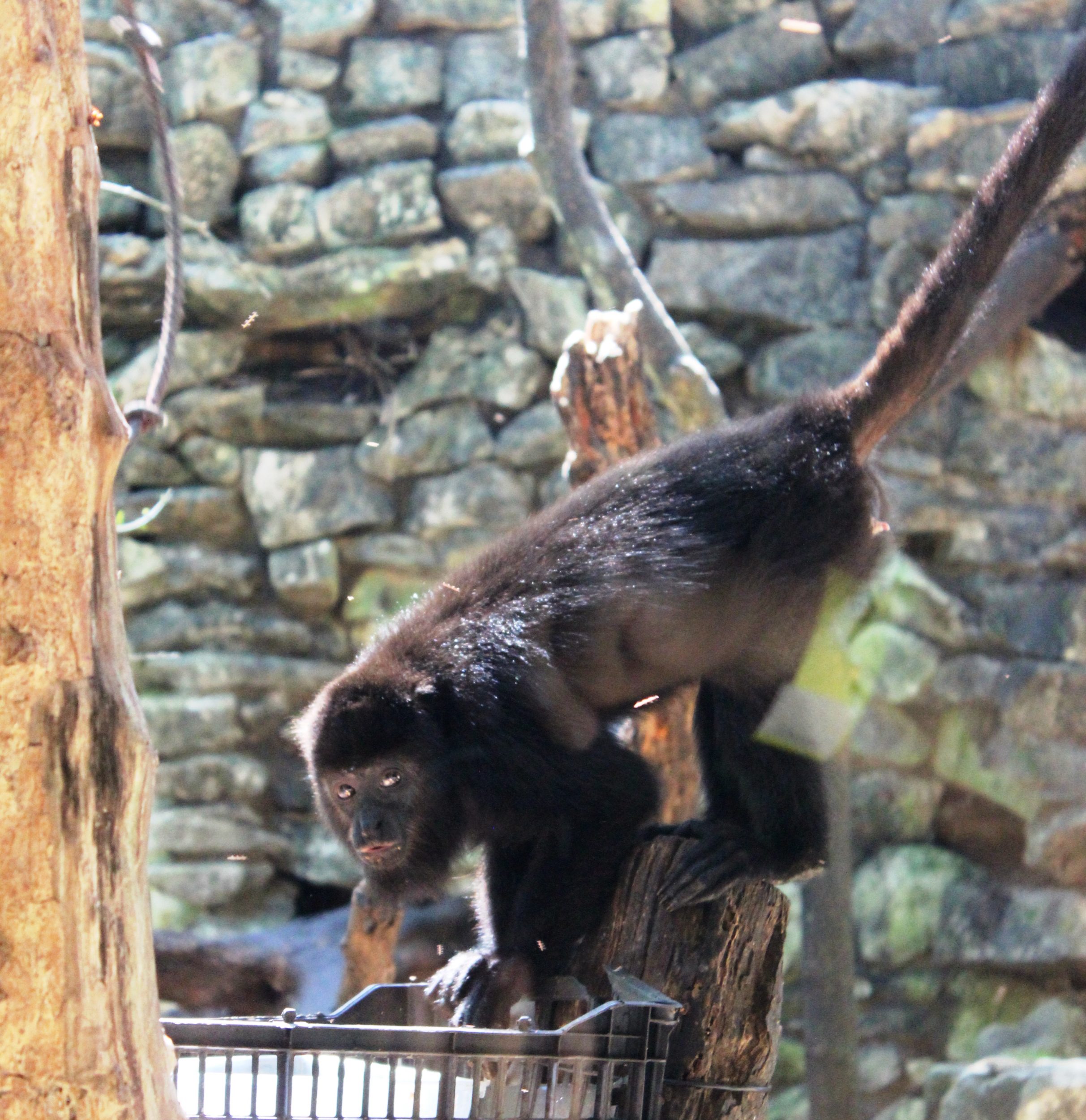 howler monkey eco park aluxes