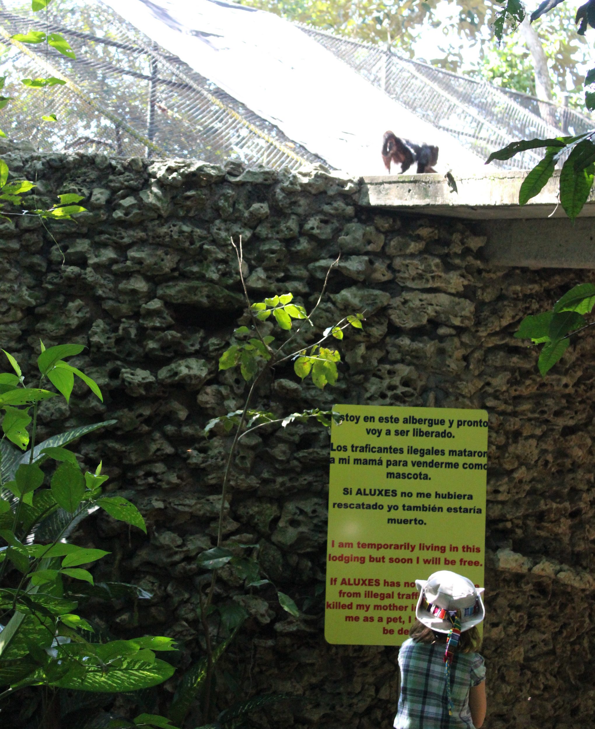 howler monkey eco park aluxes