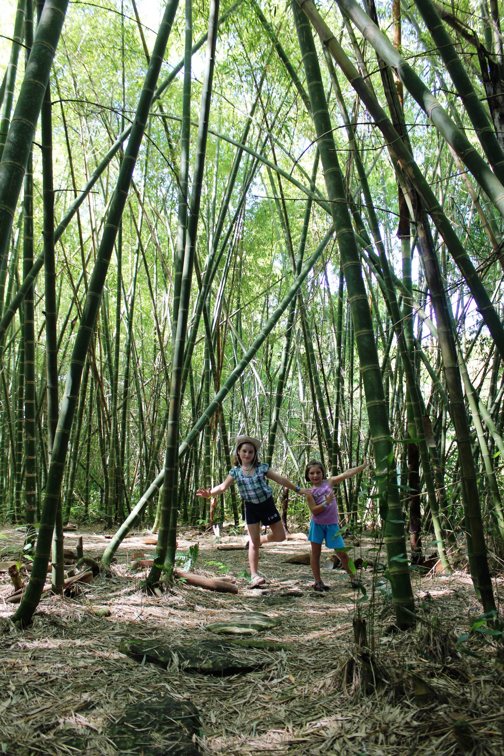 bamboo eco park aluxes