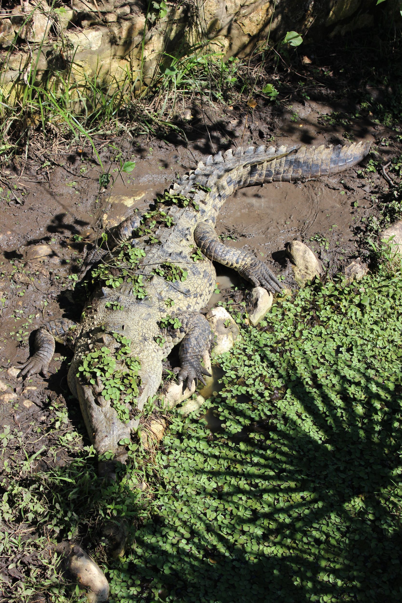 crocodile eco park aluxes