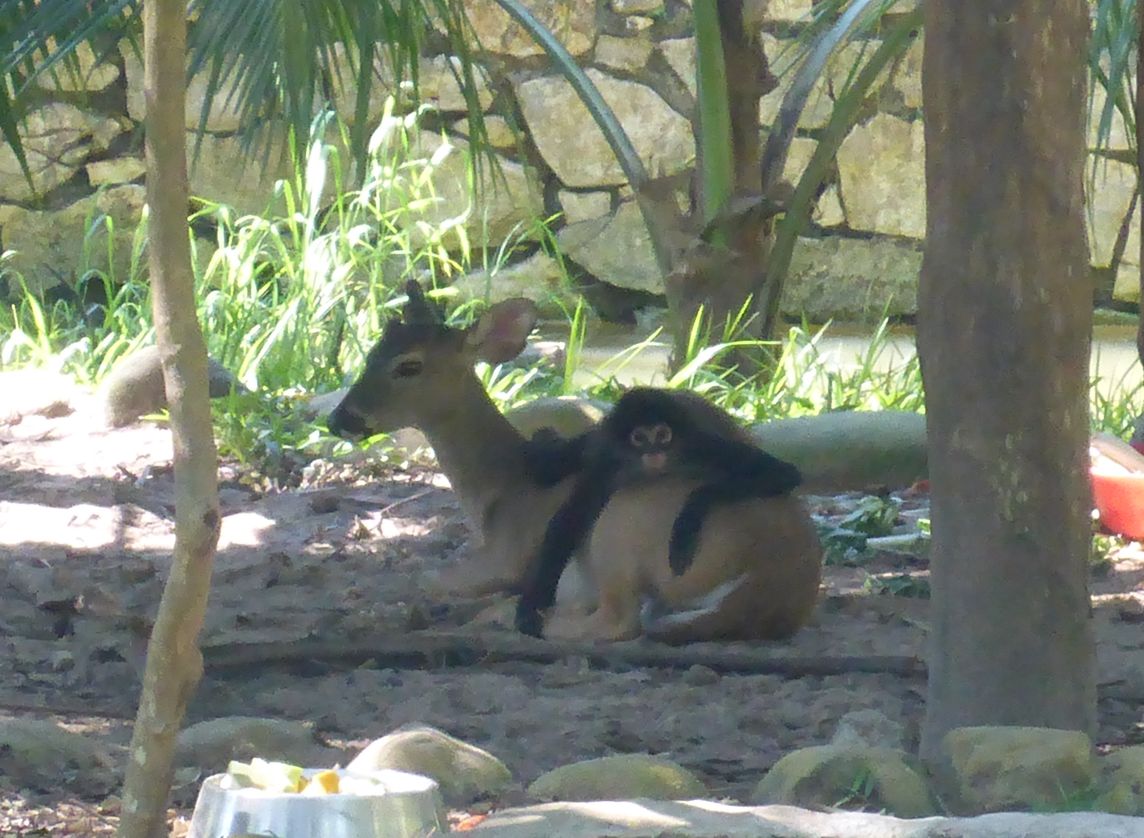 deer monkey palenque