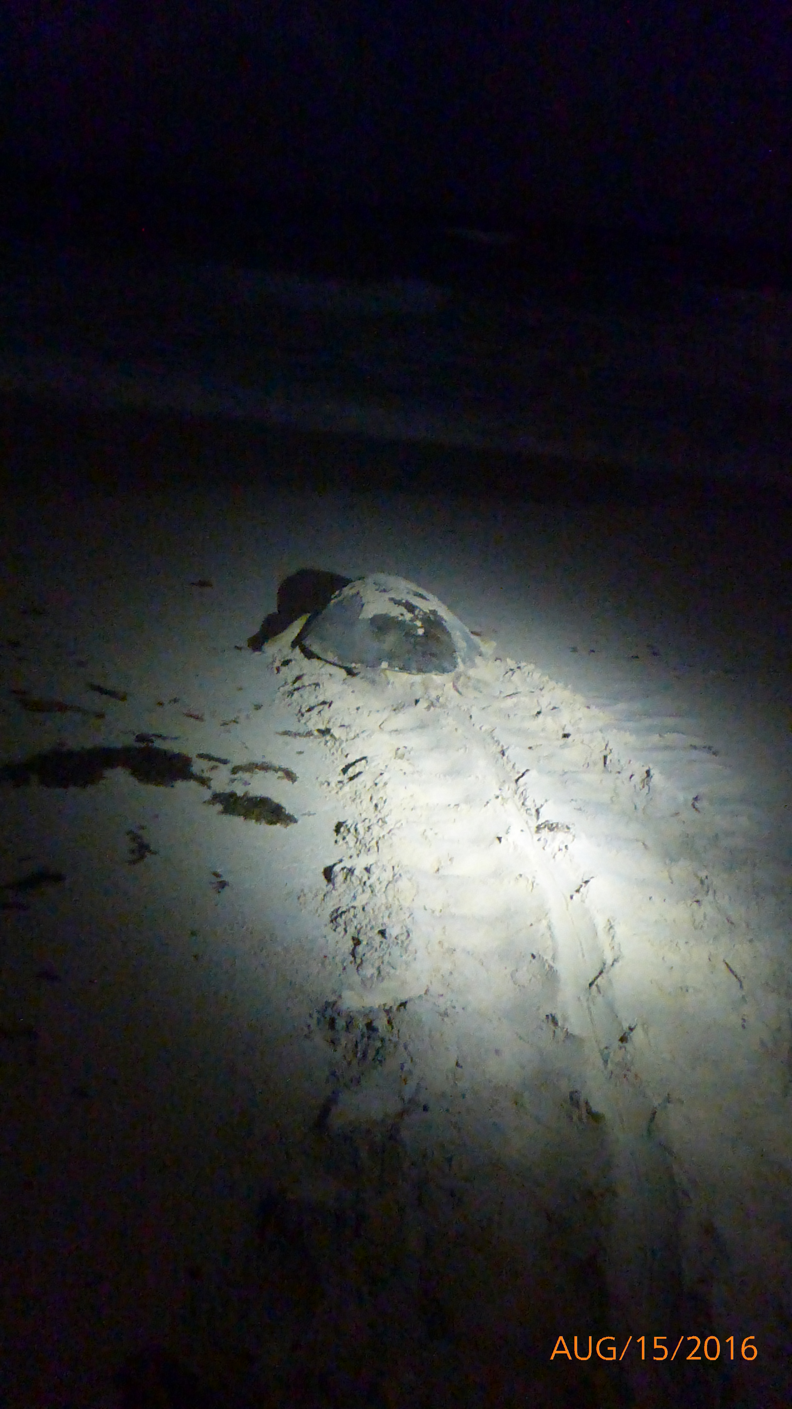 Cozumel sea turtle