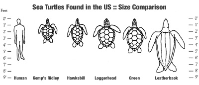 Turtle Size Chart