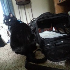 travel cat carrier