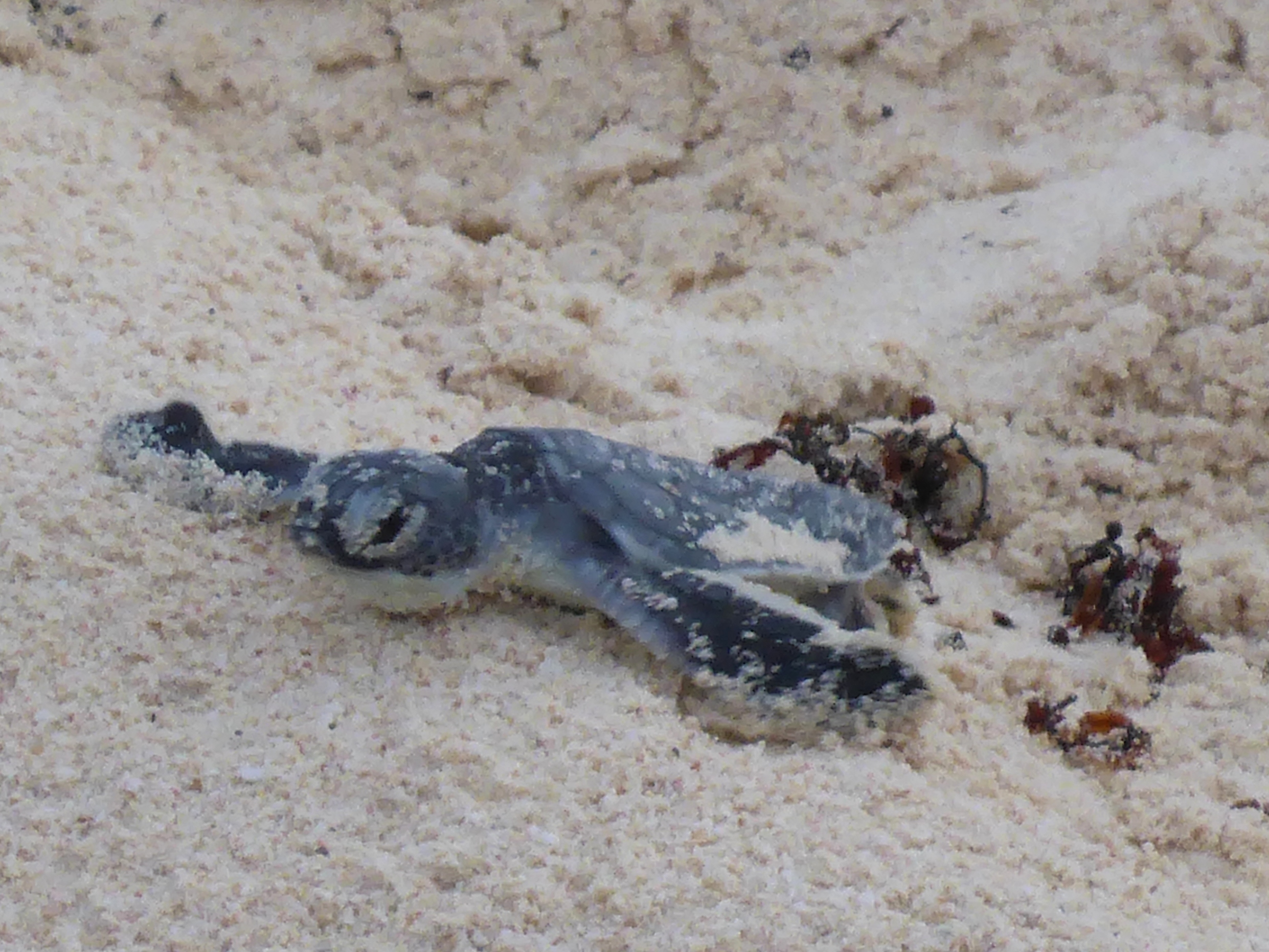 Amelia Lynch - The Everyday Journey Saving Sea Turtles At Last - The Everyday Journey
